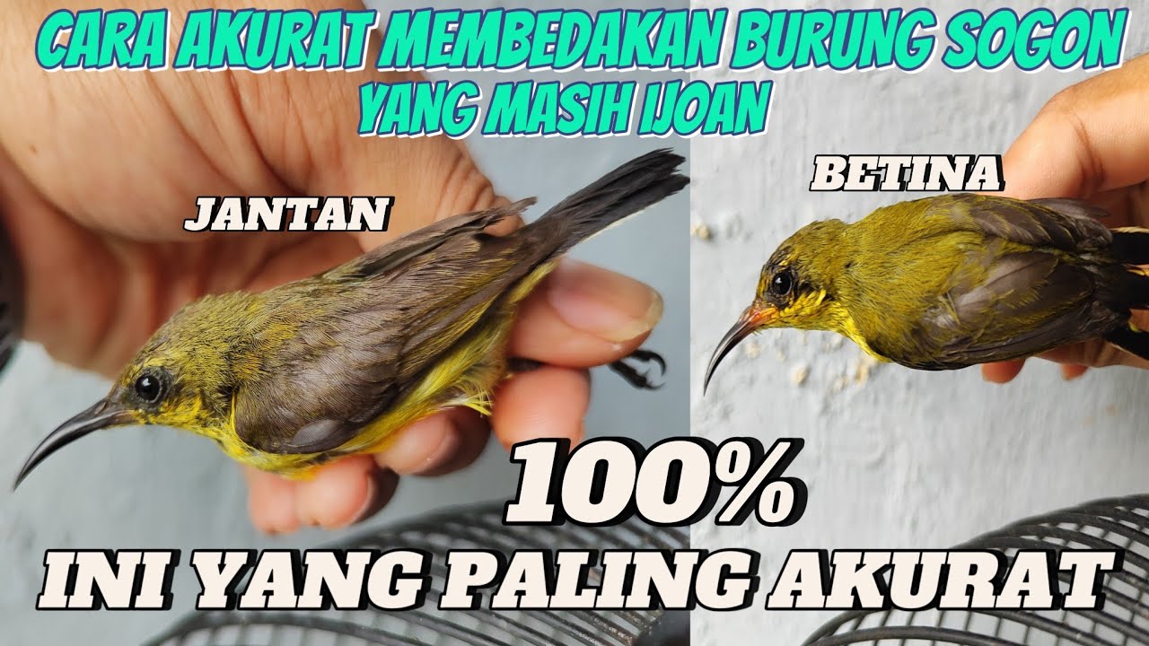CARA MEMBEDAKAN BURUNG SOGON IJOAN JANTAN DAN BETINA || INI CARA PALING AKURAT❗