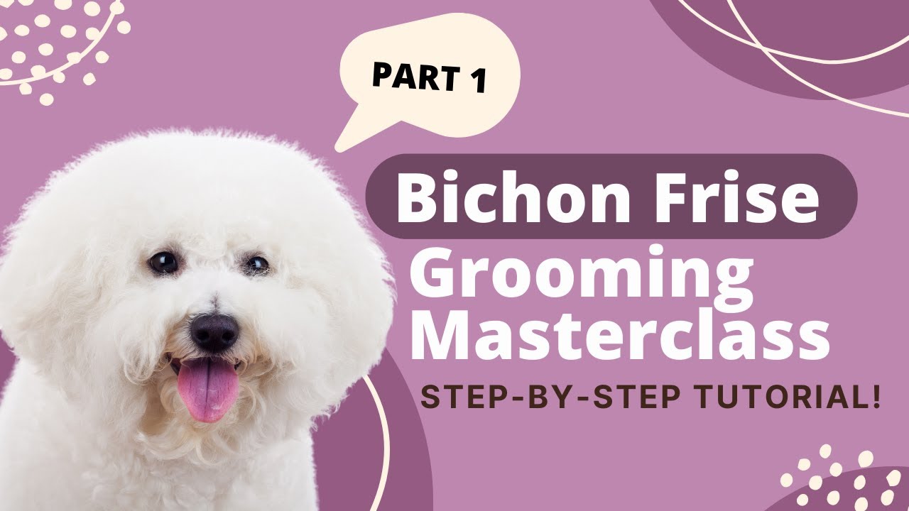How to Groom a Bichon Frise | Bichon Frise Grooming Tutorial Part 1