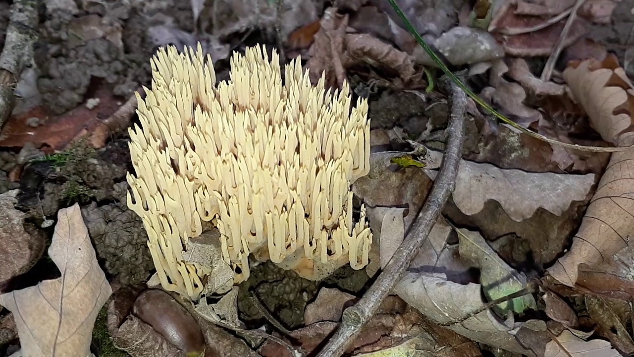 Ramaria eumorpha (Рамария обыкновенная), October 15, 2020