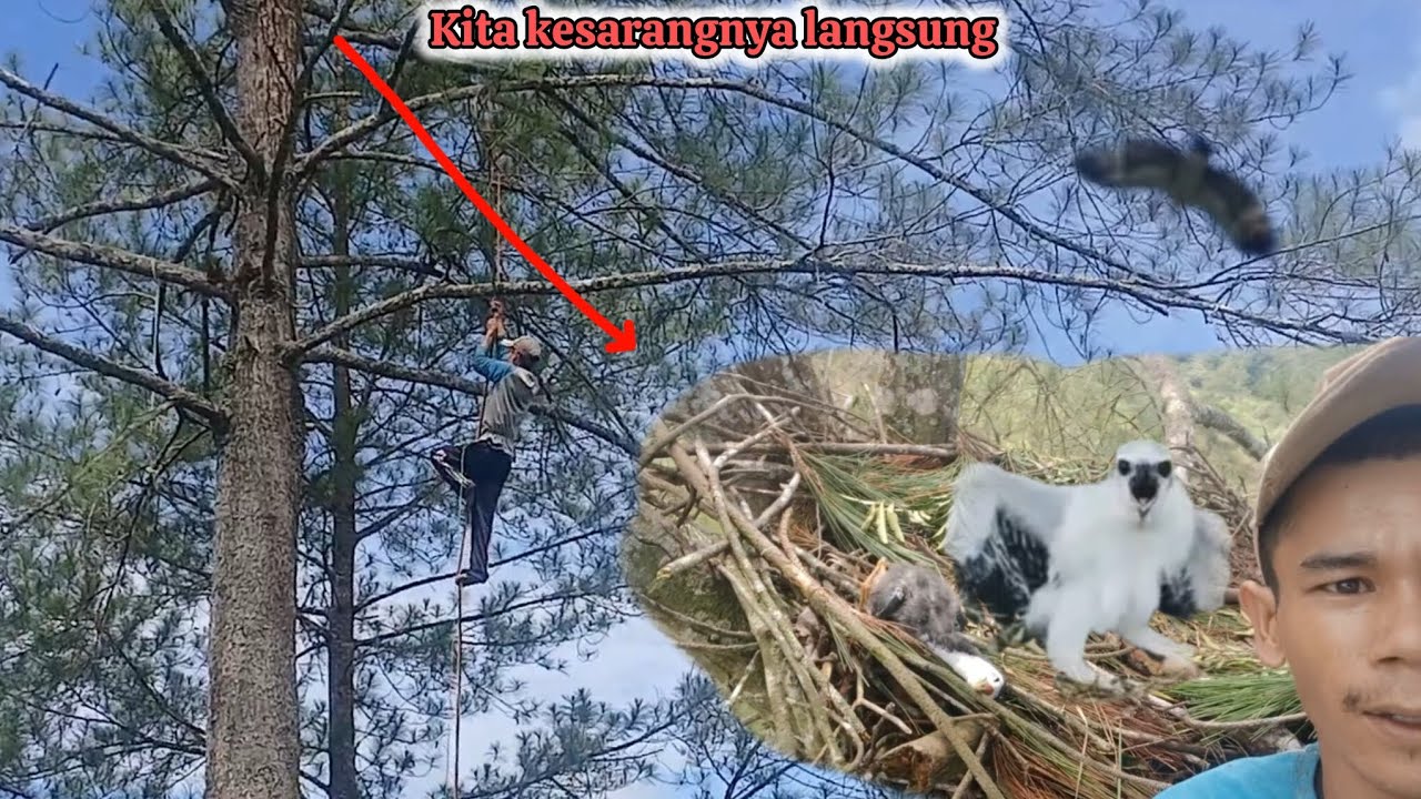 Akhirnya bisa disarangnya langsung perjuangan paling terniat!