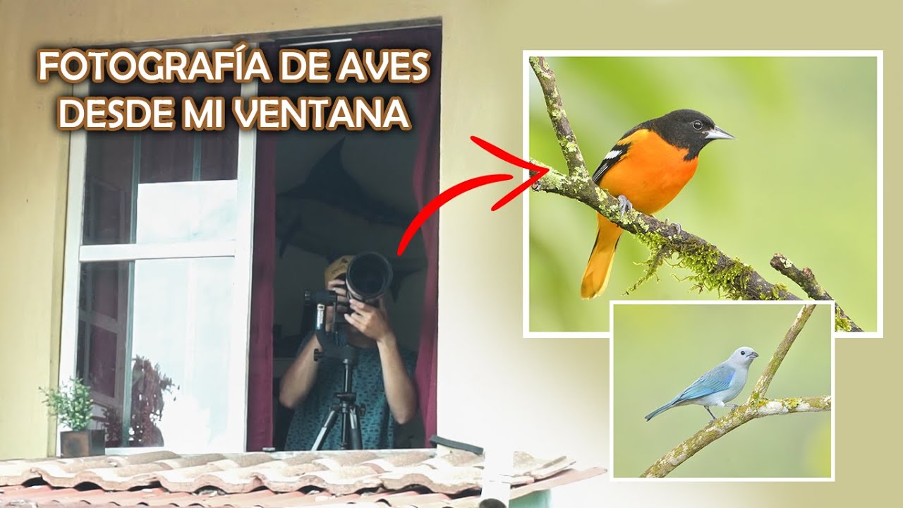 FOTOGRAFÍA DE AVES desde mi VENTANA | Bird Photography