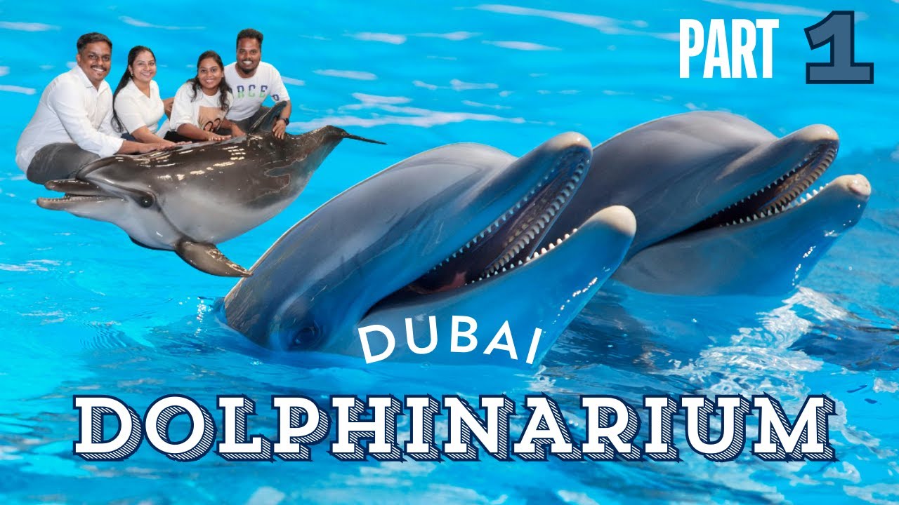 DUBAI DOLPHINARIUM | Part 1 | Seal 🦭 & Dolphin 🐬 Show in Dubai | Sea World's Dolphin Show Live