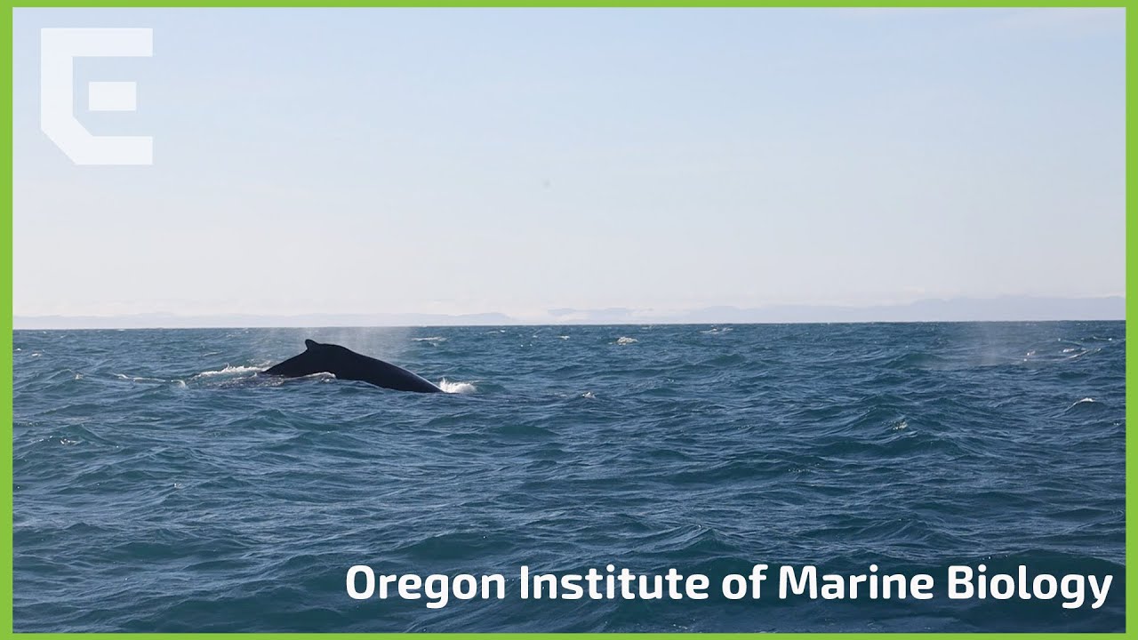 Oregon Institute of Marine Biology