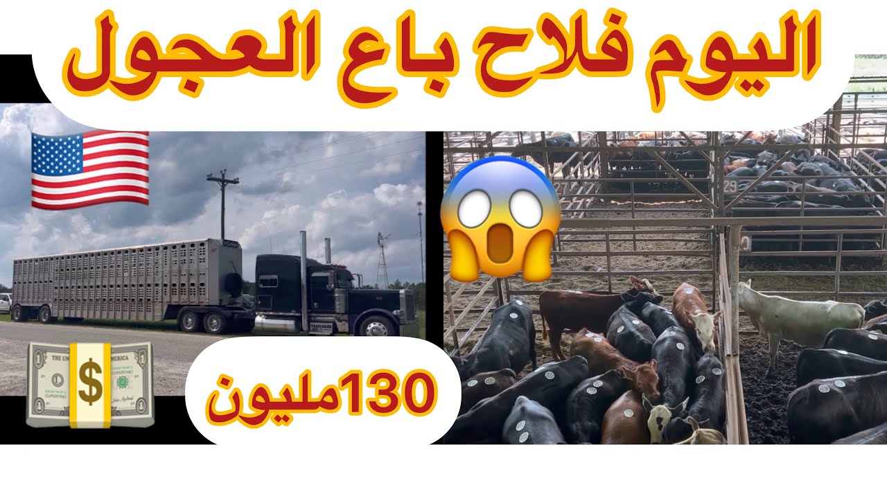زيارة إلى السوق الأسبوعي للأبقار في أمريكا(المزاد العلني) 🇺🇸🇺🇸الجزء 2 🥹🥹🐄🐂