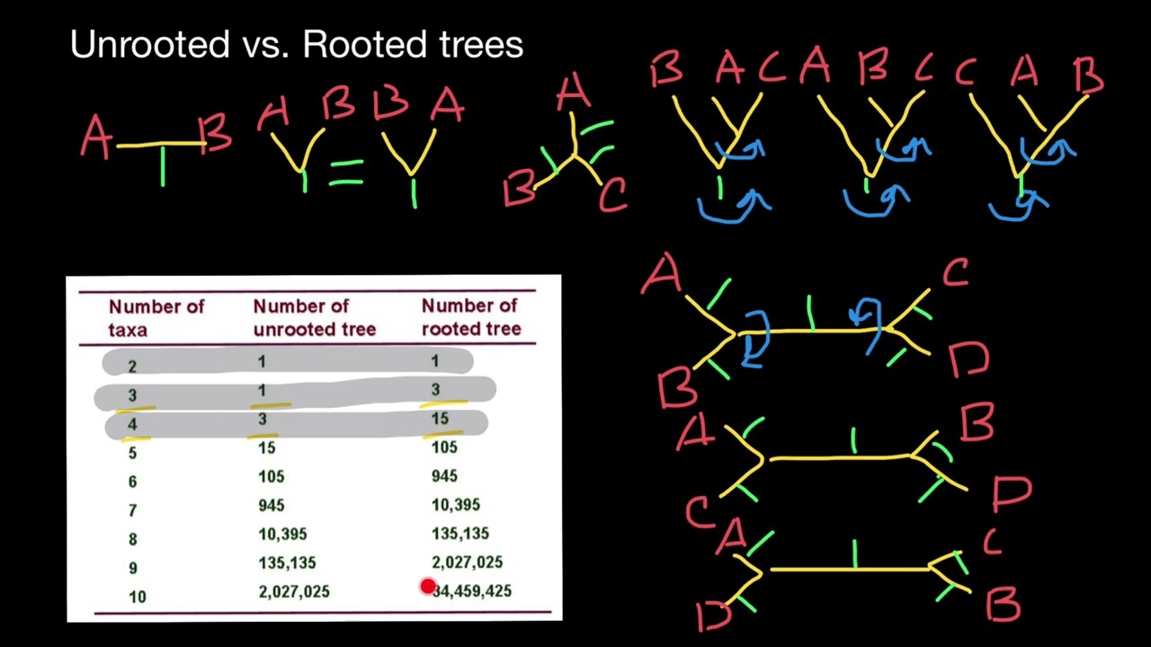 Разнообразие филогенетических деревьев с корнями и без корней