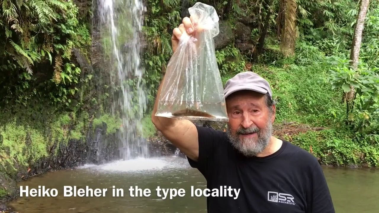HEIKO BLEHER with Channa limbata at type locality