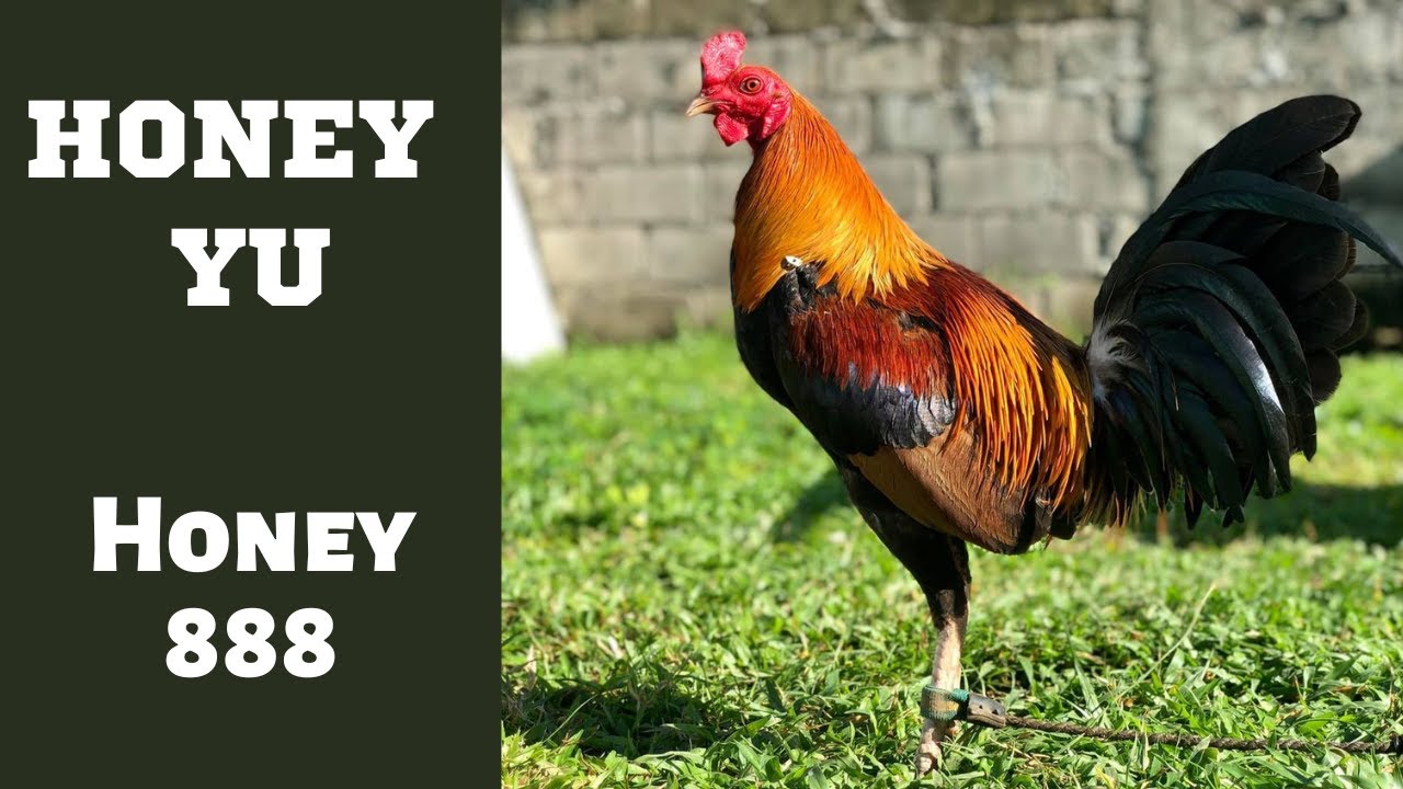 Vladimir Palis | Honey Yu | Tennyson Chiong Sy | Poultry Expo