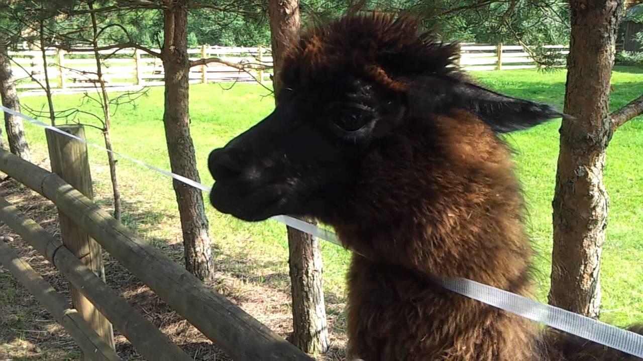 Lamas smieklīgi pīkst