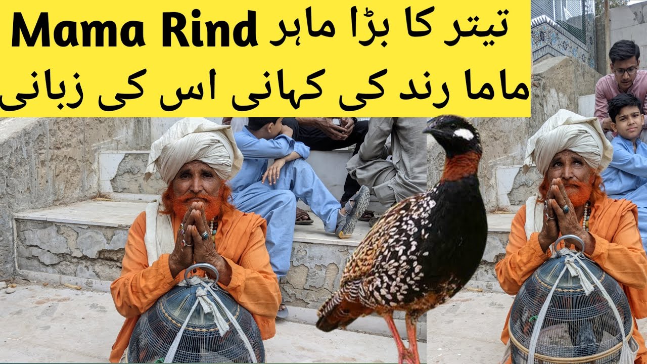 Mama Rind Teetar expert | Mama Rind kale teetar wala | teetar ke information | panhwar bird lover