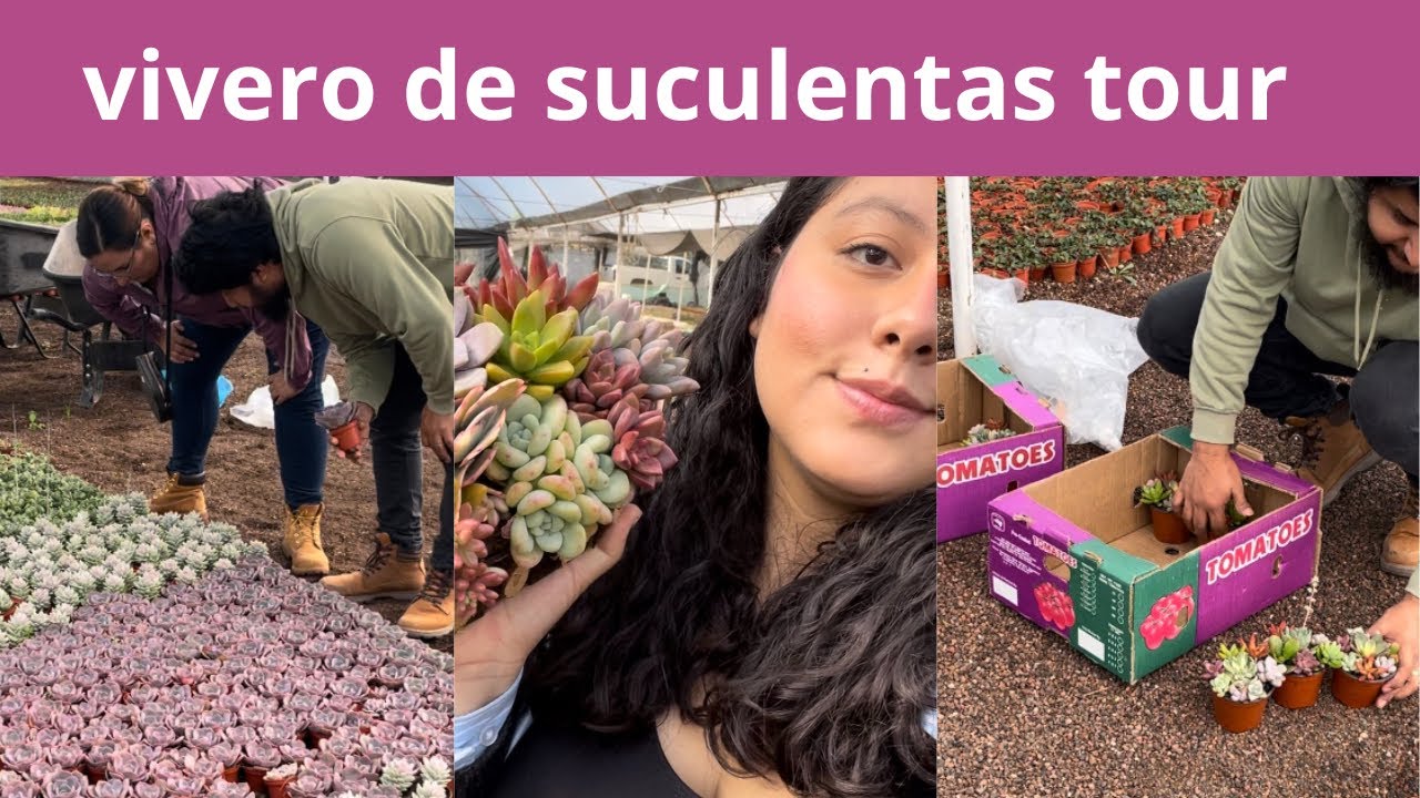 vivero + recuerditos de suculentas