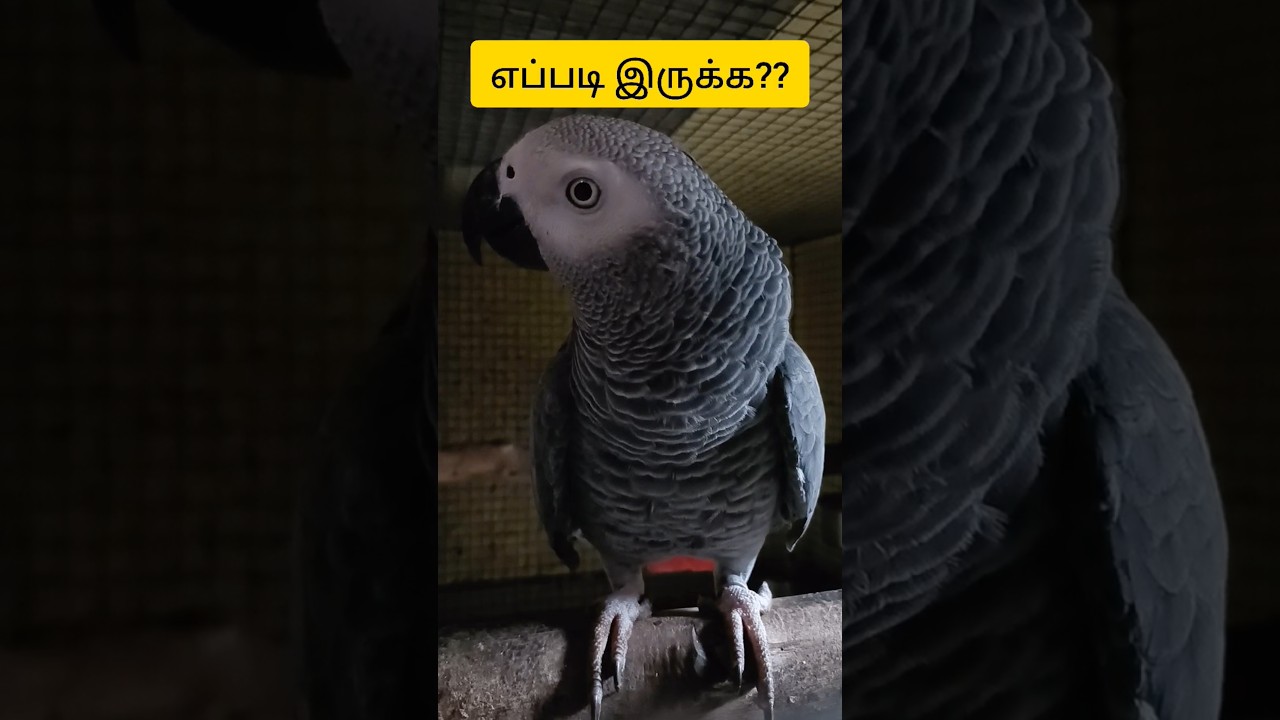 தமிழ் பேசும் african grey parrot # youtube shorts #trending