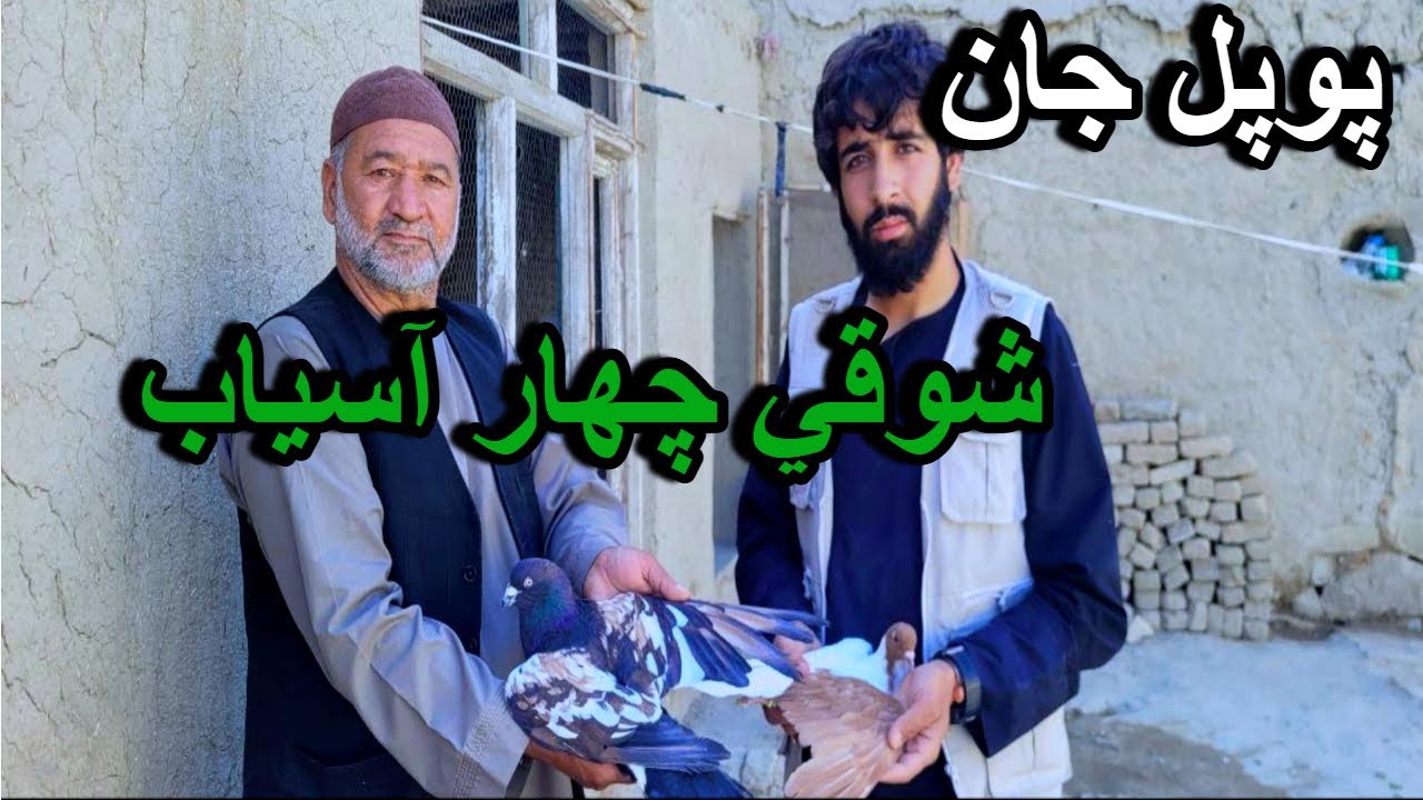 کفترهای چهار آسیاب/ چوچه ګیر خیلی زیبا/ Afghan Breeders