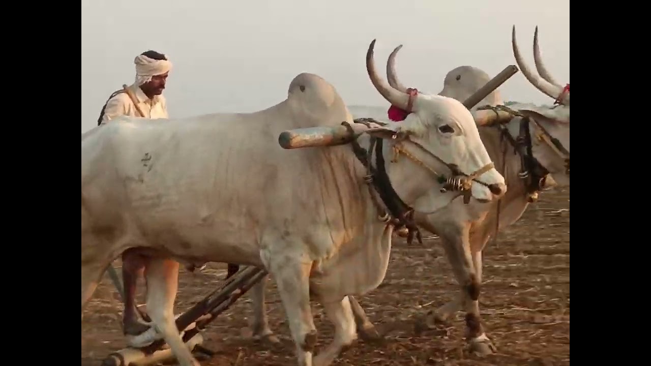 haridagiri Suresh Bulls 