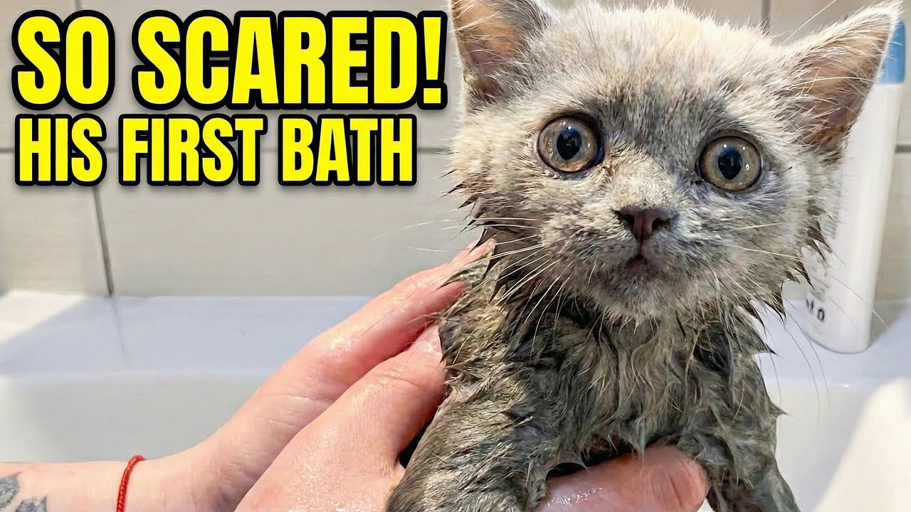 First Bath of My 2-Month-Old British Shorthair Kitten | Miracle’s Big Moment