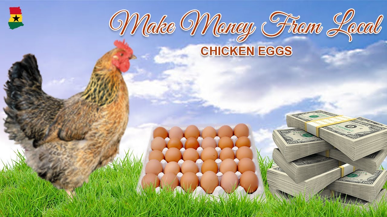 How to make money from local chicken| Local chicken egg production