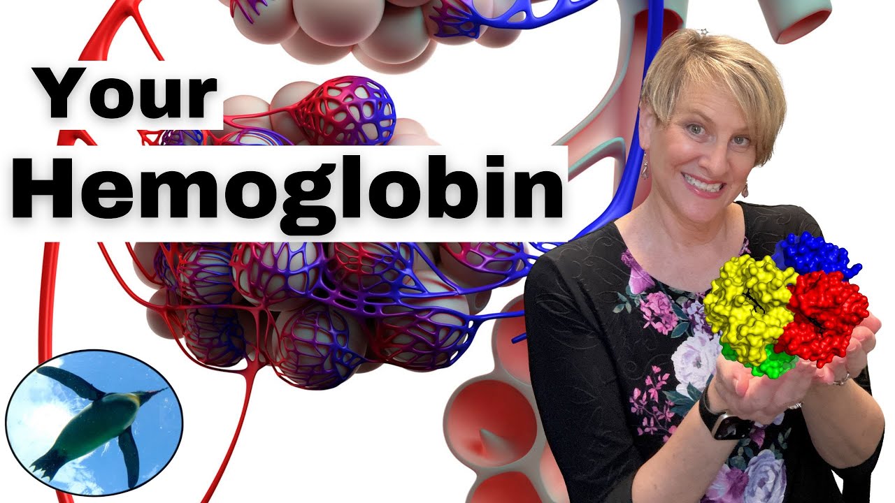 Hemoglobin EXPLAINED | Physiology 🐧🩸🩸🐧