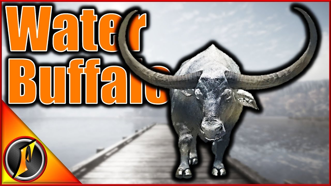 Гид по буйволам! | theHunter Зов дикой природы