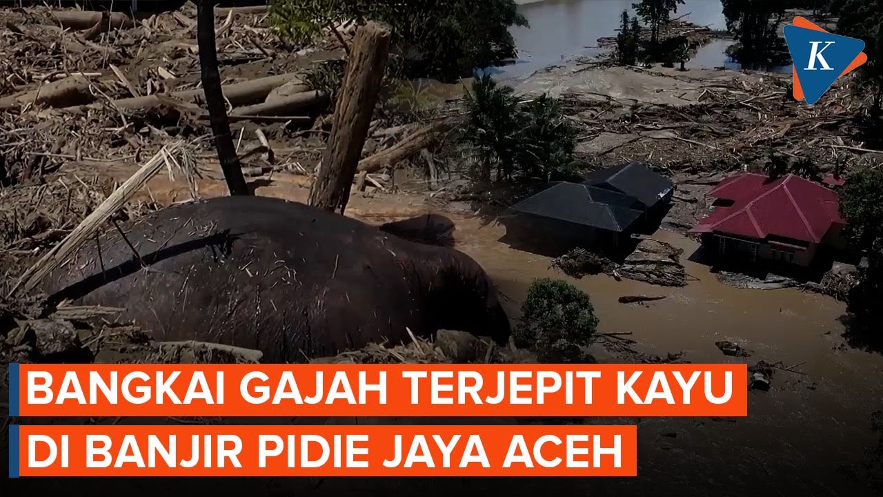 Penampakan Banjir Porak-porandakan Pidie Jaya Aceh, Bangkai Gajah Terjepit Kayu