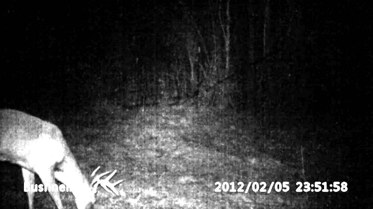 bushnell 119467