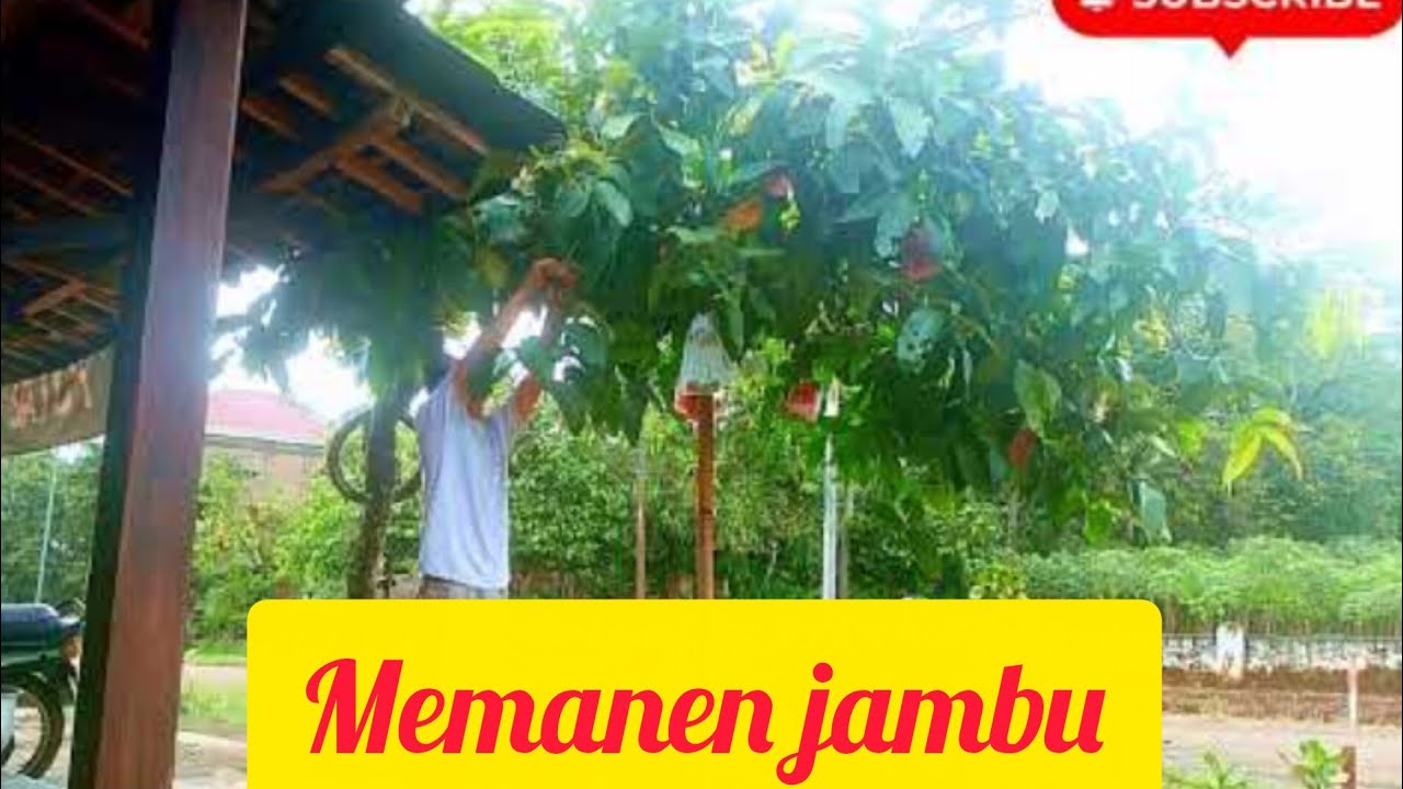 Lagu Jawa ambyar viral , Aku cah kerjo , kalih welasku , kisinan, rasah Bali , sinarangan 