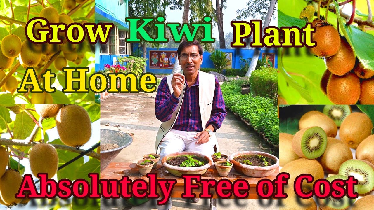 Grow Kiwi Plants at Home absolutely free of Cost. How to grow a Kiwi Plant 