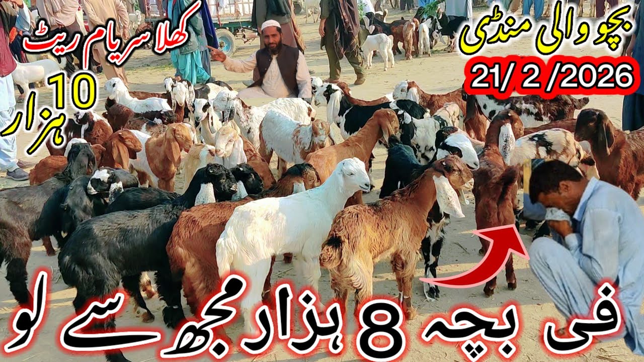 February 21, 2026 haftha bakra mandi Pakistan ہفتہ بکرا منڈی چھوٹے بچوں کے ریٹ