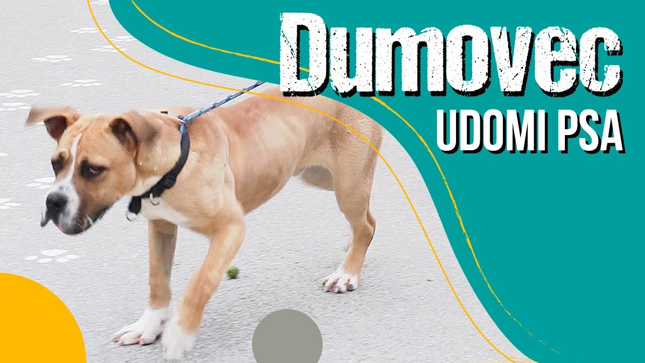 POSJET DUMOVCU: Upoznajte top pseće kandidate koji traže dom
