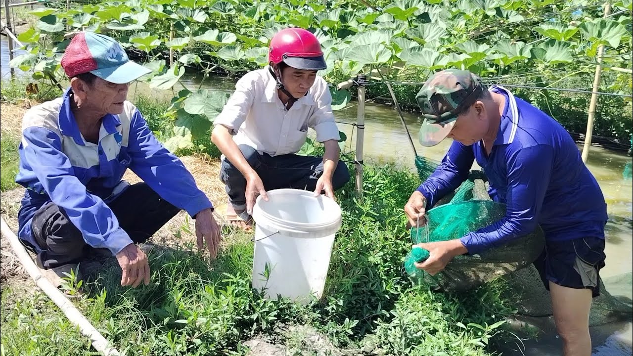 Có Lươn Làm Món Ăn Này Đậm Vị Hương Quê.., Kiệt Làng Quê... 