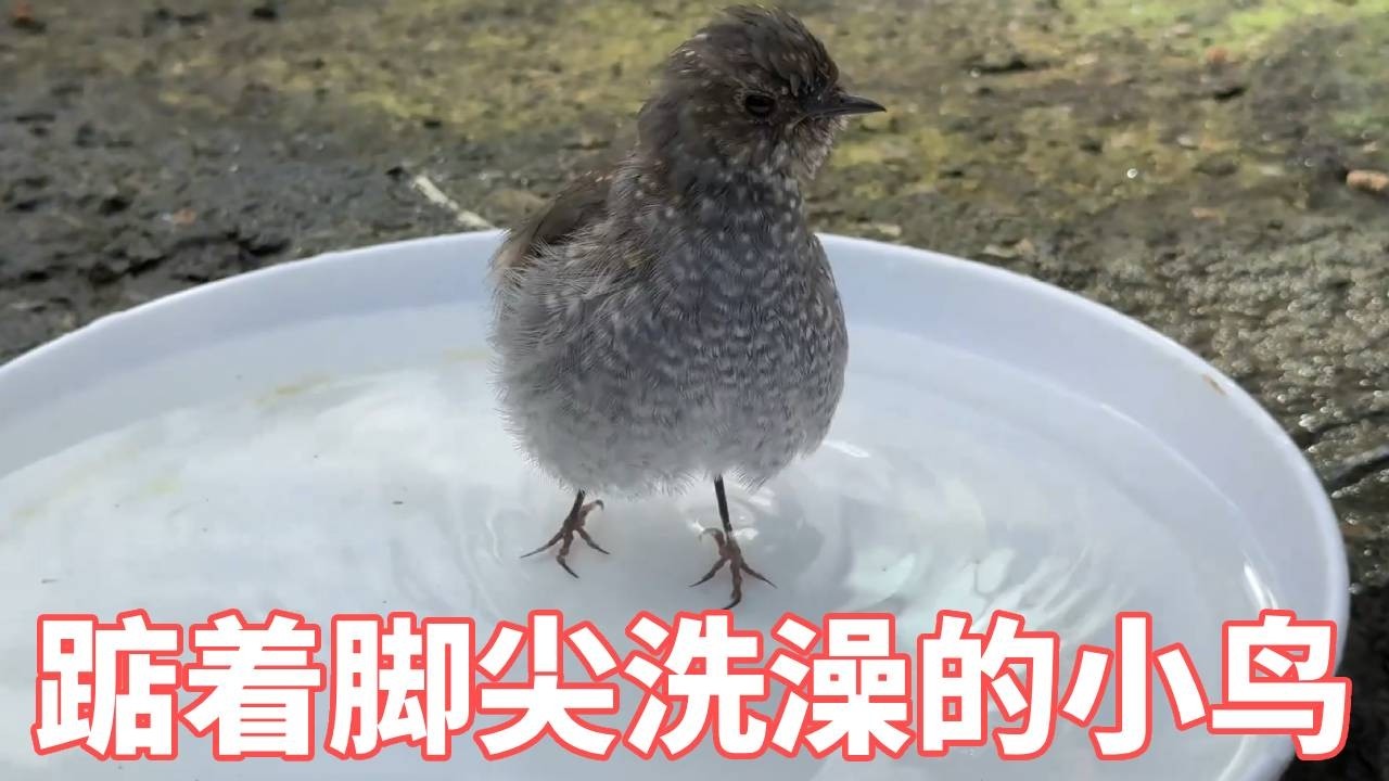 小鸟也会踮起脚尖直立？样子好可爱 #动物世界 #神奇的动物#人与自然和谐共处
