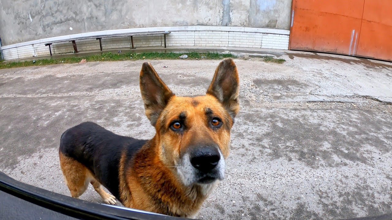 Abandoned German Shepherd Stopped my Car and Begged for Help