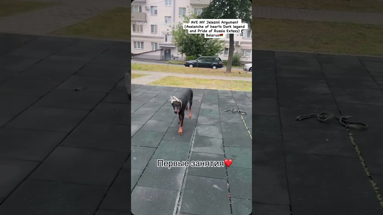 Наши выпускники!AVE MY Jeleznii Argument . Доберманы питомника AVE MY Беларусь 