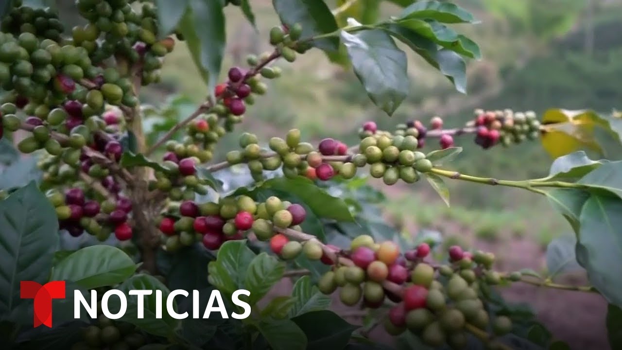 Planeta Tierra: Crean un cuero a base de café para reducir la contaminación | Noticias Telemundo