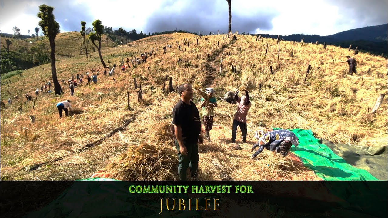 Community Harvest for Jubilee Celebration|| Uploaded For Future reference