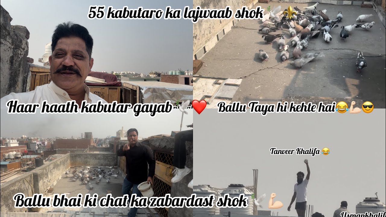 Ballu bhai ki chat ka shok🕊️ 55kabutaro ka zabardast shok harhath kabutar gayab ballu taya hi kehte