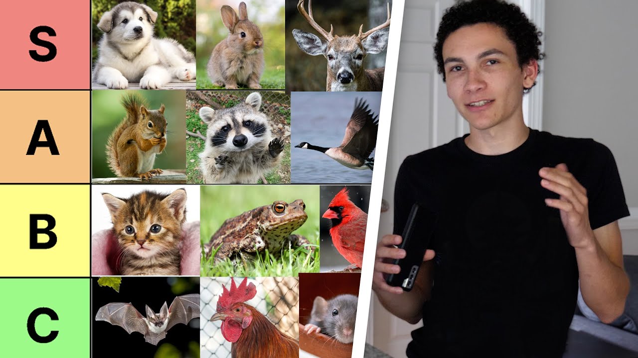 Animals I've hit with my car (tier list)