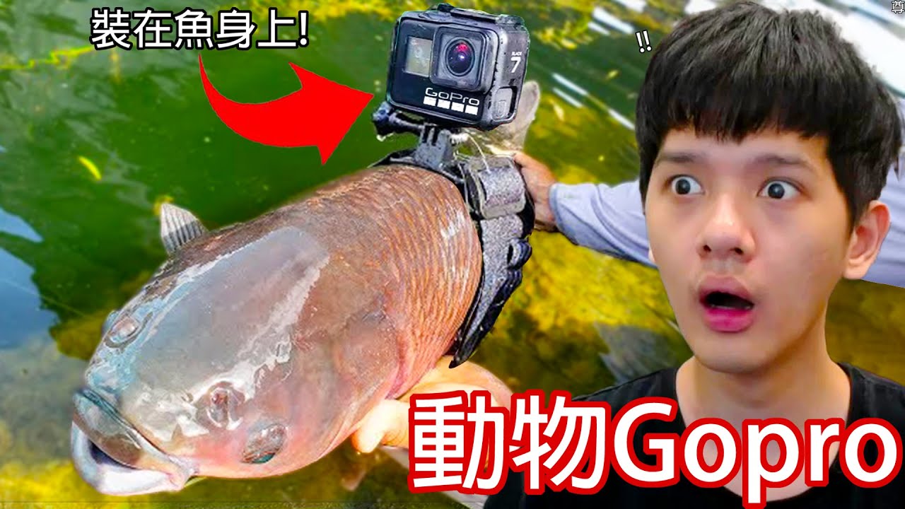 【尊】 它們是在動物身上裝「相機」拍下的神奇瞬間 ! ! 魚 : 我知道你很好奇,但是郭 ? ?【第2頻道】
