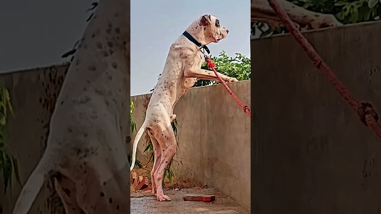Pakistani bully dog whatsapp status #short #bullydog #pakistanibully #video
