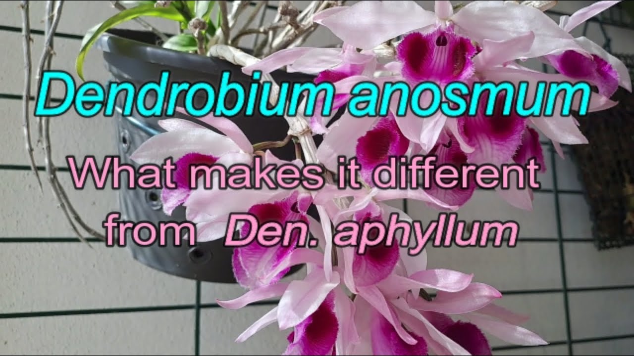 DENDROBIUM ANOSMUM blooms/ Why it has short canes 🌺 LEGENDAS em PORTUGUÊS