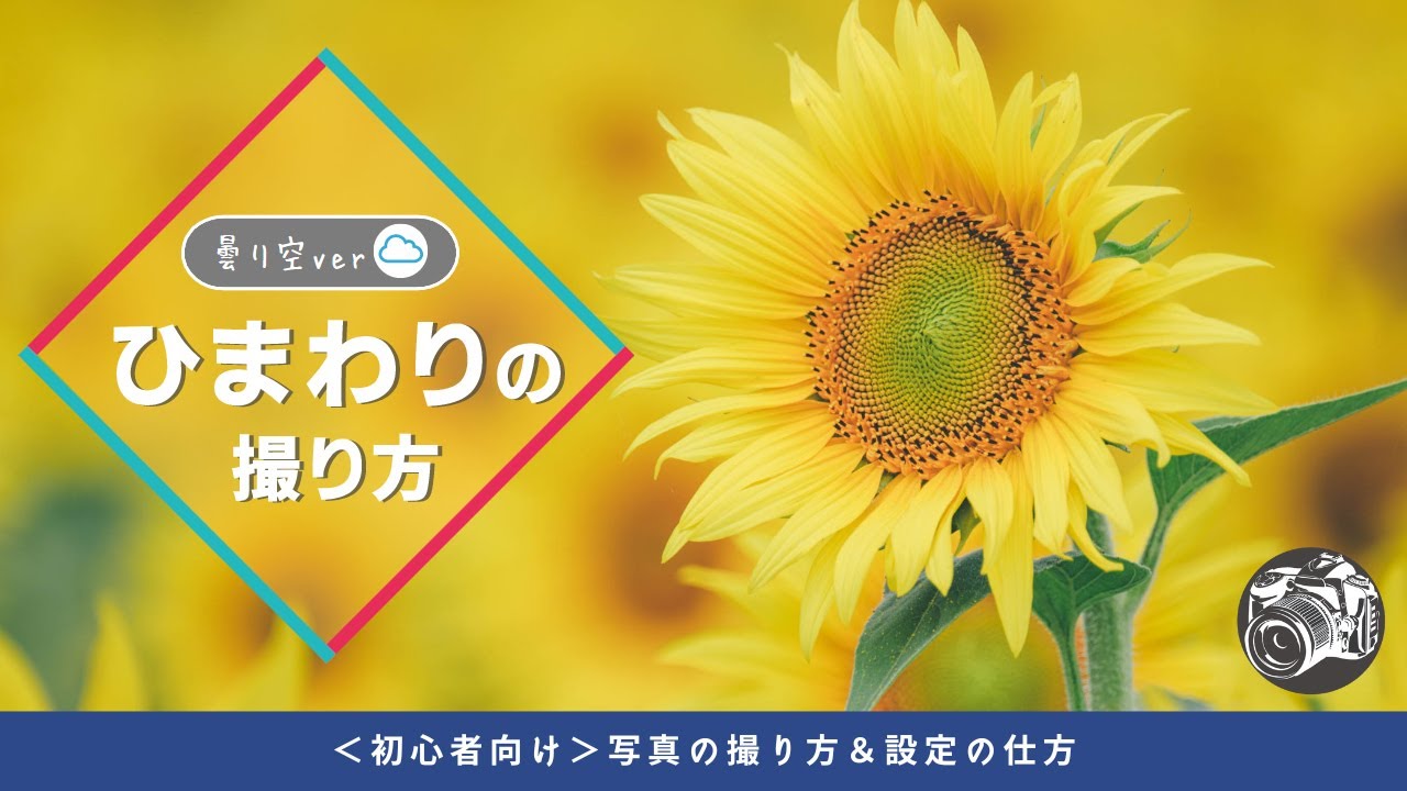 #636 【初心者向けひまわり写真講座】曇り空でも美しく撮れる6つのテクニック｜構図・前ボケ・光の使い方まで解説
