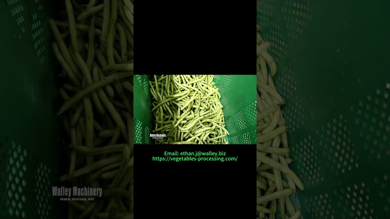 Industrial Green Bean End Cutter Machine | Full Operation Demonstration