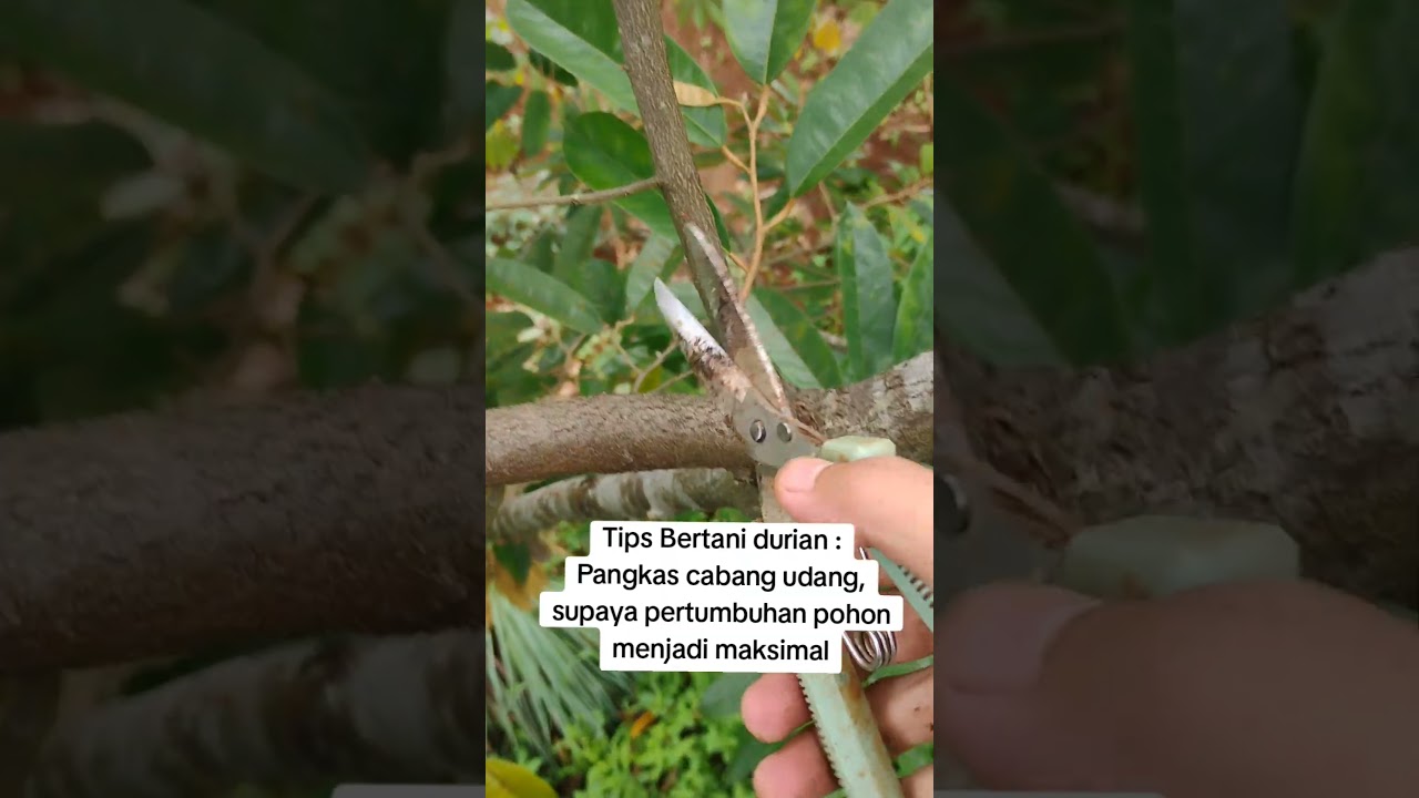 tips Bertani durian, pangkas cabang udang supaya pertumbuhan pohon maksimal 