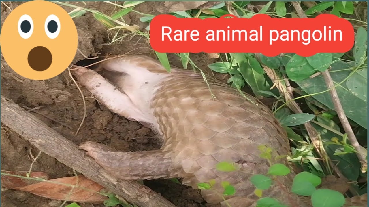 Rare video, rare animal, pangolin make a hole