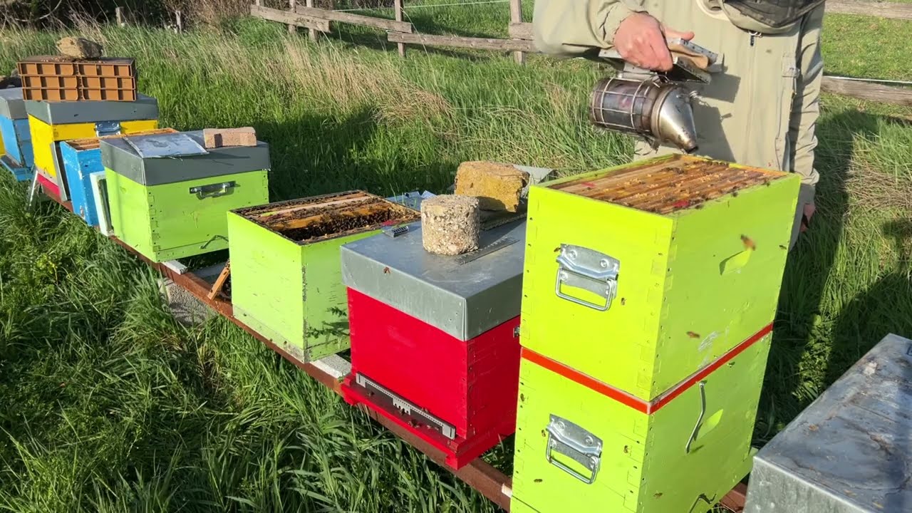 Montage d’une éleveuse avec un plateau cloake