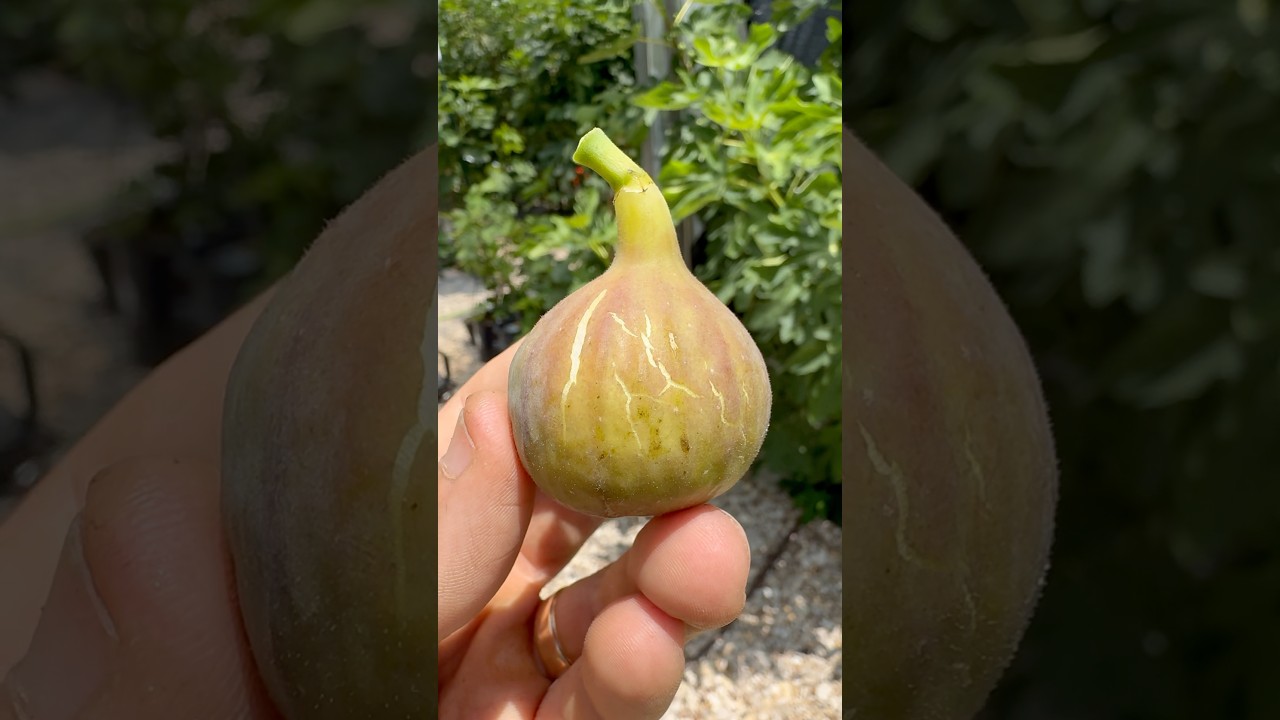 Top 5 fig for outside production #fig #farm #figs #fruit #garden #gardening #love #nature #texas