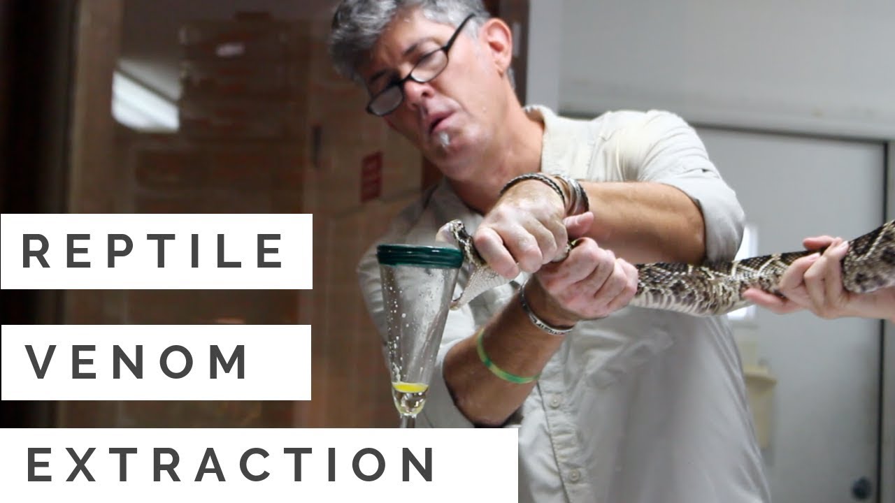 Reptile Discovery Center | Venom Extraction Show