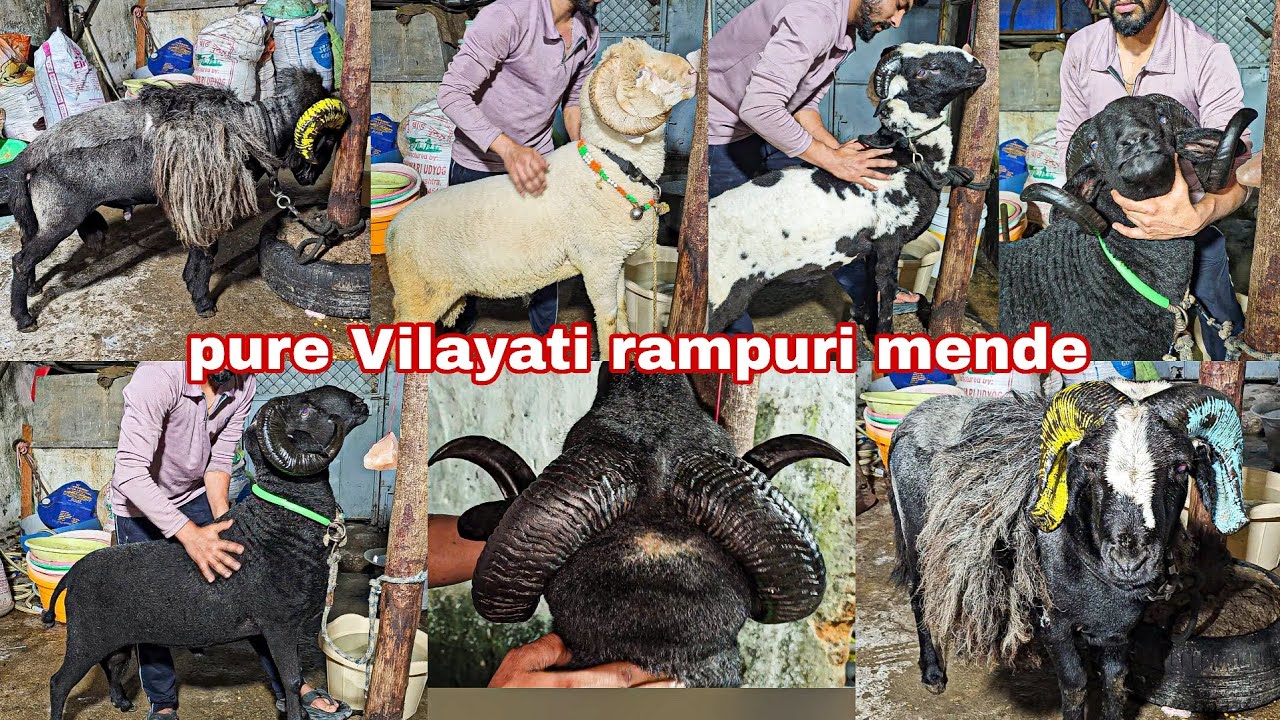 Vilayati mende quality 👌 | rampuri sheeps available | aws goat farm 