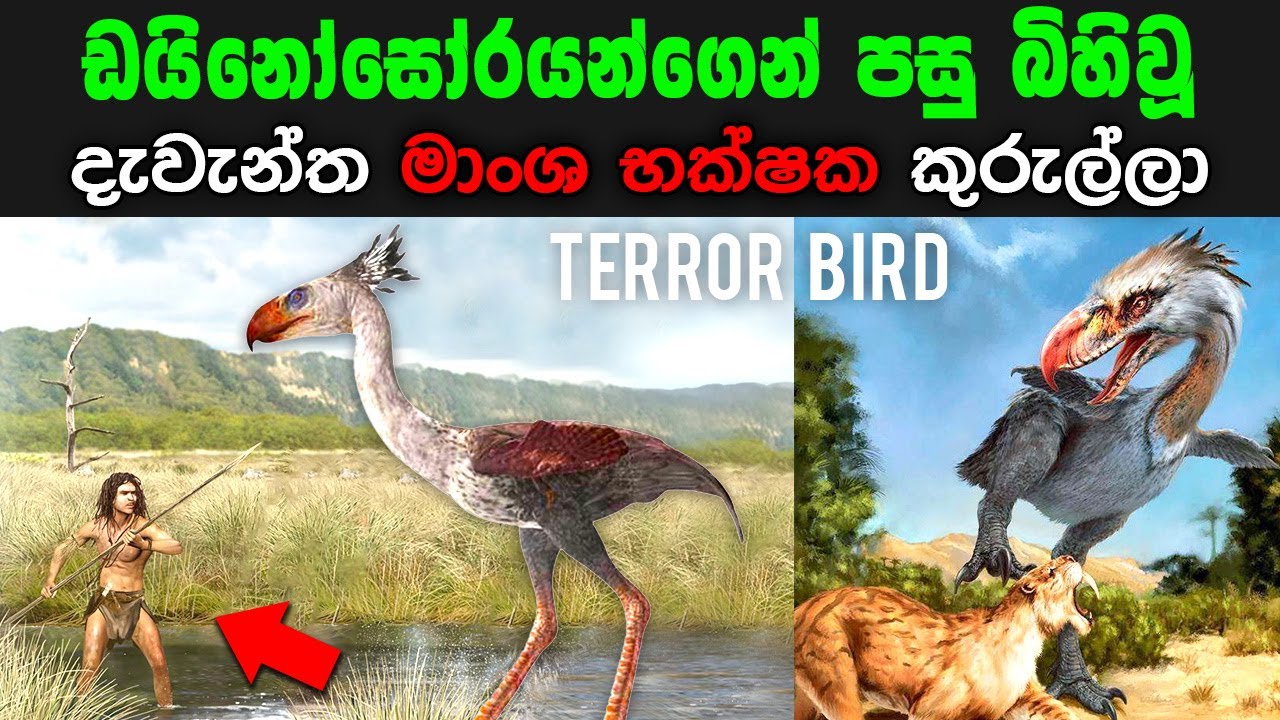 ඩයිනෝසෝරයන්ගෙන් පසු බිහි වූ භයානක මාංශ භක්ෂක කරුල්ලා ‍| Terror Bird