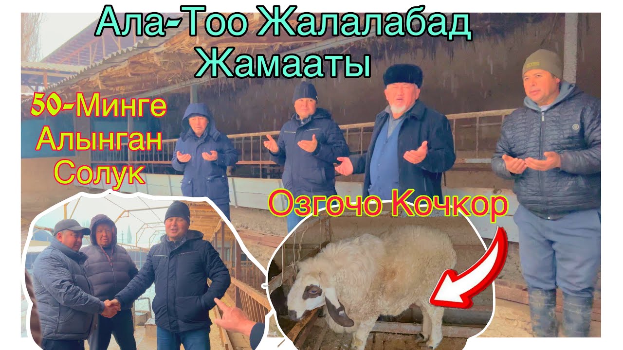 Ала-Тоо Жалалабад Жамааты Озгочо кочкор 50-минге Алынган солук@BARPYKG 