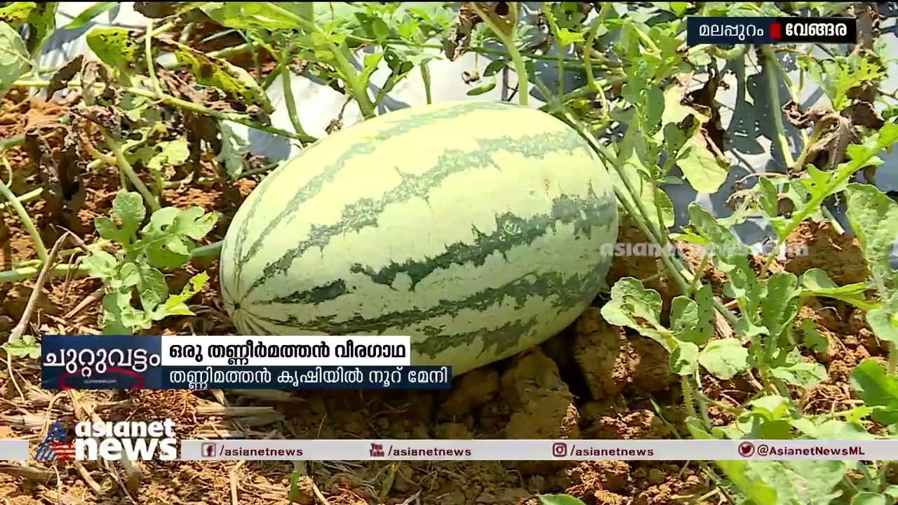 മുപ്പത് ഏക്കറിൽ തണ്ണീർമത്തൻ കൃഷി; വിജയം കൊയ്ത് സഹോദരങ്ങൾ | Watermelon Farming