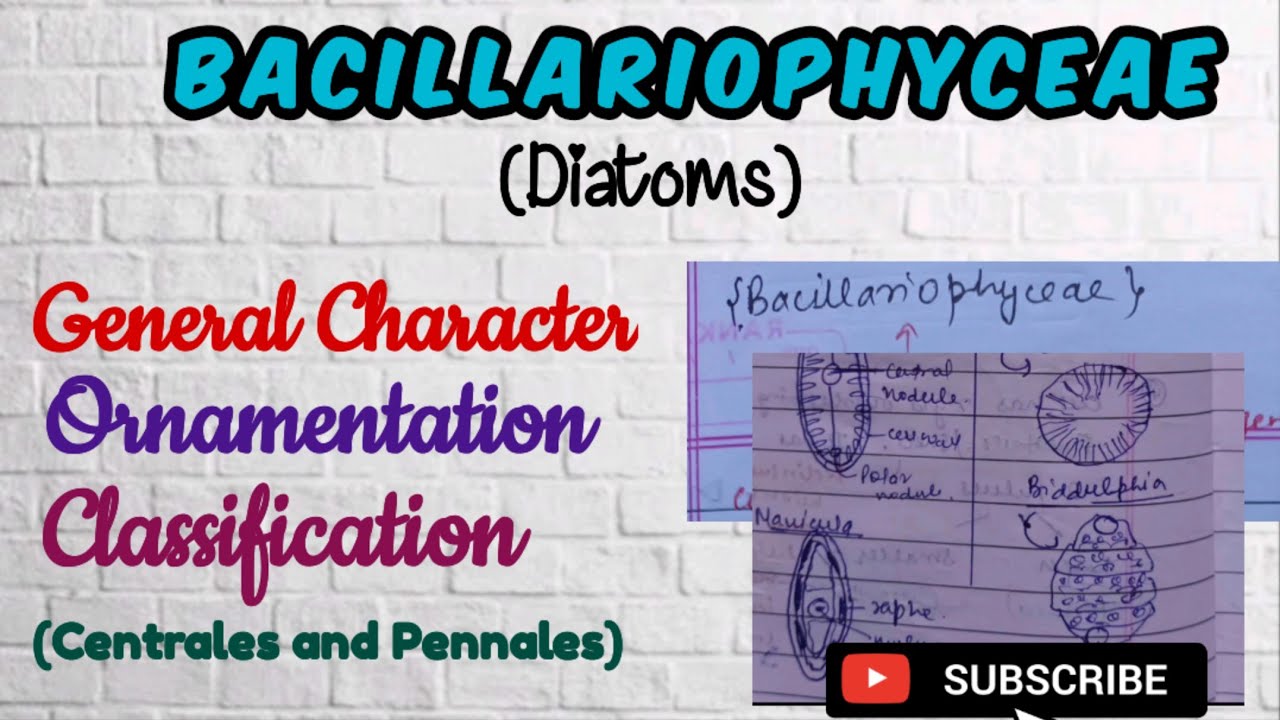 Algae Diatoms/ Bacillariophyceae General Character, Ornamention in Diatoms, Classification Diatoms